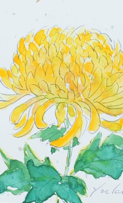 菊