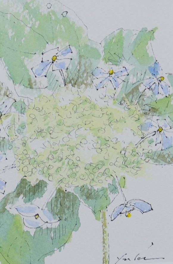 日本紫陽花