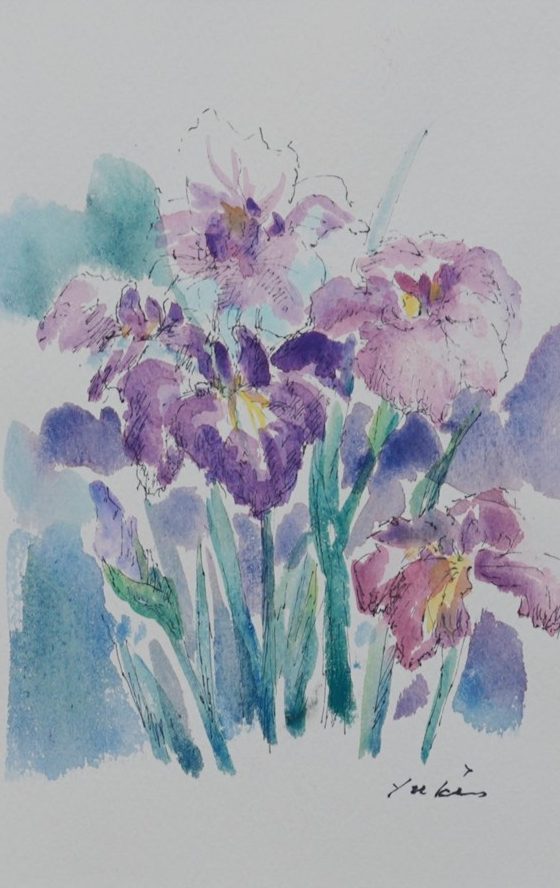 花菖蒲